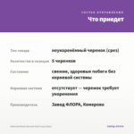 Немезия Nesia Banana Swirl (срез/5шт) — что приедет