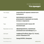 Очиток Моргана (0,1л) — что приедет