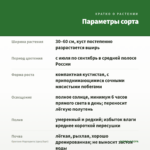 Орегано Маргарита (срез/5шт) — параметры сорта