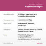 Орегано Margeritha (0,1л) — параметры сорта