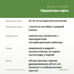 Орегано Panta Вариегатная (0,1л) — параметры сорта