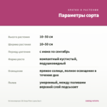 Остеоспермум 3D Deep Pink (срез/3шт) — параметры сорта