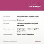 Остеоспермум 3D Deep Pink (срез/3шт) — что приедет