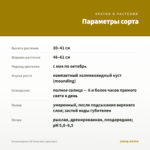 Остеоспермум 3D Deep Sun (срез/3шт) — параметры сорта