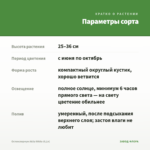 Остеоспермум Akila White (0,1л) — параметры сорта