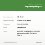 Остеоспермум Akila White (срез/3шт) — параметры сорта