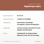Остеоспермум ампельный Osticade Aurora (0,1л) — параметры сорта