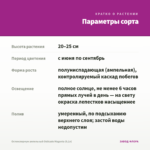 Остеоспермум ампельный Osticade Magenta (0,1л) — параметры сорта