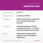 Остеоспермум ампельный Osticade Magenta (срез/3шт) — параметры сорта