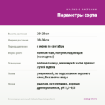 Остеоспермум ампельный Osticade Magenta (срез/3шт) — параметры сорта