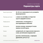 Остеоспермум ампельный Plaisir Pink (0,1л) — параметры сорта