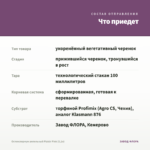 Остеоспермум ампельный Plaisir Pink (0,1л) — что приедет
