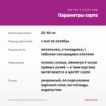 Остеоспермум ампельный Plaisir Purple (0,1л) — параметры сорта