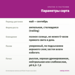 Остеоспермум ампельный Plaisir Purple (срез/3шт) — параметры сорта
