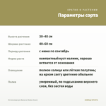 Остеоспермум Banana Shake (0,1л) — параметры сорта