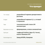Остеоспермум Banana Shake (0,1л) — что приедет