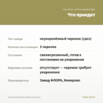 Остеоспермум Banana Shake (срез/3шт) — что приедет