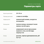 Остеоспермум Berry White (0,1л) — параметры сорта
