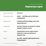 Остеоспермум Berry White (срез/3шт) — параметры сорта