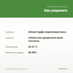 Остеоспермум Berry White (срез/3шт) — как укоренить черенок