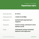 Остеоспермум Berry White (срез/3шт) — параметры сорта
