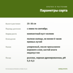 Остеоспермум Blueberry Shake (0,1л) — параметры сорта