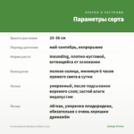 Остеоспермум Blueberry Shake (0,1л) — параметры сорта