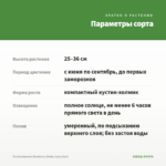 Остеоспермум Blueberry Shake (срез/3шт) — параметры сорта