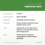 Остеоспермум Blueberry Shake (срез/3шт) — параметры сорта