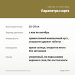 Остеоспермум Dalina Double Enrico (0,1л) — параметры сорта