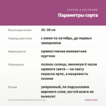 Остеоспермум Dalina Double Francisco (0,1л) — параметры сорта