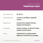 Остеоспермум Dalina Double Francisco (срез/3шт) — параметры сорта