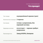 Остеоспермум Dalina Double Francisco (срез/3шт) — что приедет