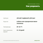 Остеоспермум Dalina Double Pedro (срез/3шт) — как укоренить черенок