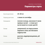 Остеоспермум Dalina Purple Outback (0,1л) — параметры сорта
