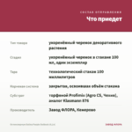 Остеоспермум Dalina Purple Outback (0,1л) — что приедет