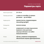 Остеоспермум Dalina Purple Outback (0,1л) — параметры сорта