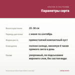 Остеоспермум Dalina Purple Outback (срез/3шт) — параметры сорта
