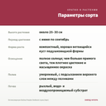 Остеоспермум Dalina Purple Outback (срез/3шт) — параметры сорта