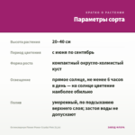 Остеоспермум Flower Power Crystal Pink (0,1л) — параметры сорта