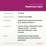 Остеоспермум Flower Power Crystal Pink (срез/3шт) — параметры сорта