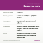 Остеоспермум Flower Power Spider Purple (0,1л) — параметры сорта
