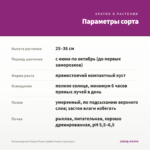 Остеоспермум Flower Power Spider Purple (срез/3шт) — параметры сорта