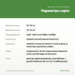Остеоспермум Flower Power Spider White (0,1л) — параметры сорта