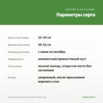 Остеоспермум Flower Power Spider White (0,1л) — параметры сорта