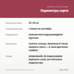 Остеоспермум Flowerpower Pink Sun (срез/3шт) — параметры сорта