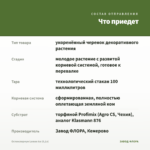Остеоспермум Lemon Ice (0,1л) — что приедет