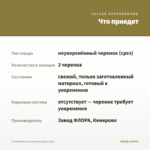 Остеоспермум Lemon Ice (срез/3шт) — что приедет