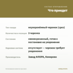 Остеоспермум Lemon Ice (срез/3шт) — что приедет