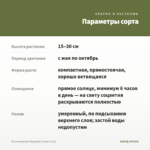 Остеоспермум Margarita Creme (0,1л) — параметры сорта